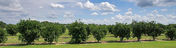 Orange Tree Villas in Clermont Florida