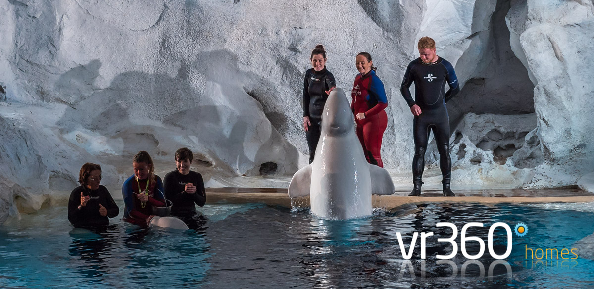 Beluga Whale at SeaWorld Orlando