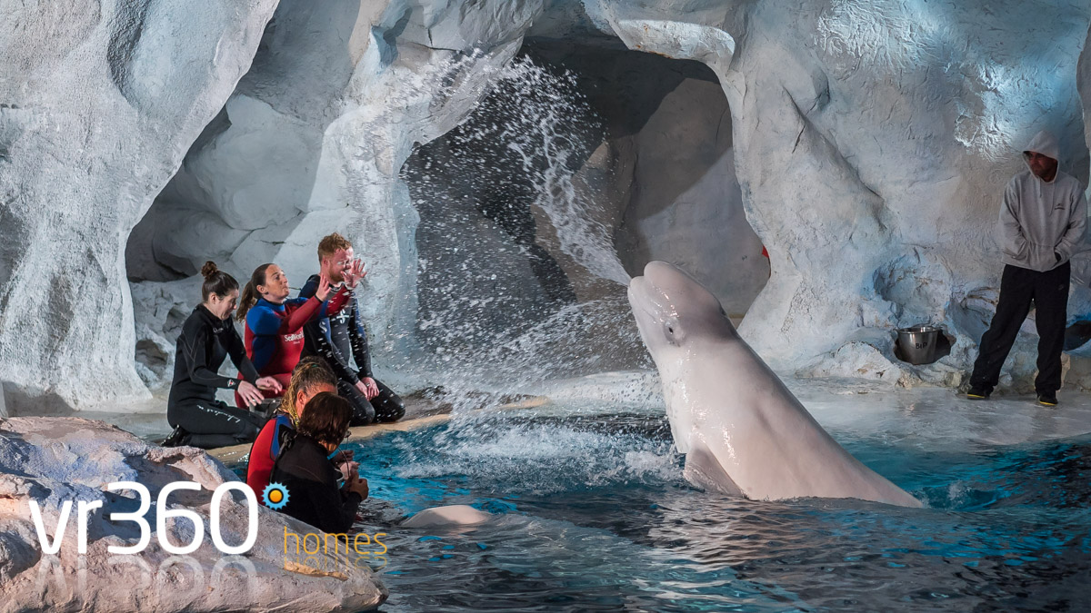 Beluga Interaction Program at SeaWorld Orlando